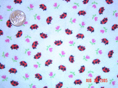 Ladybugs White Fabric